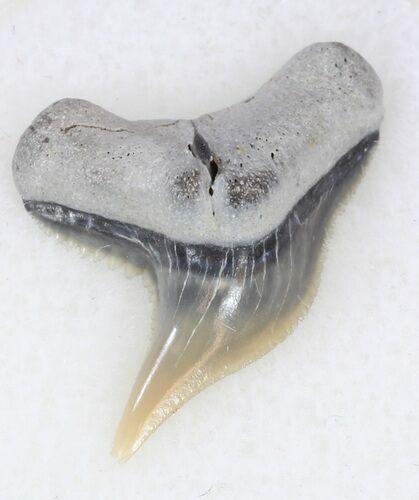 Sharp Fossil Tiger Shark Tooth - Lee Creek Mine #33949